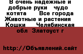 В очень надежные и добрые руки - чудо - котята!!! - Все города Животные и растения » Кошки   . Челябинская обл.,Златоуст г.